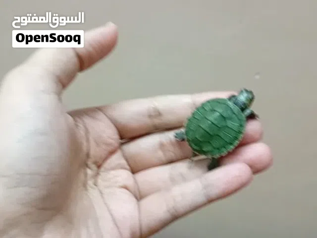 سلحفاه صغيره بطه صغير