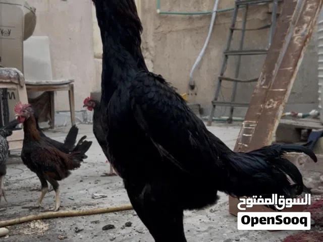 متاح ديج هراتي من اب تركي وام المانيه عمره 7 اشهر ستوه بادي يصيح الديج نصبه فول وخشن