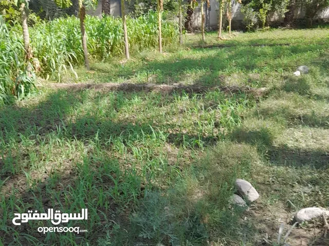Farm Land for Sale in Al Batinah Rustaq