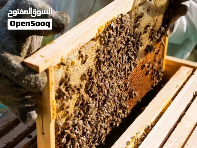 للبيع خلايا نحل ممتازه جدا وملكات جديده