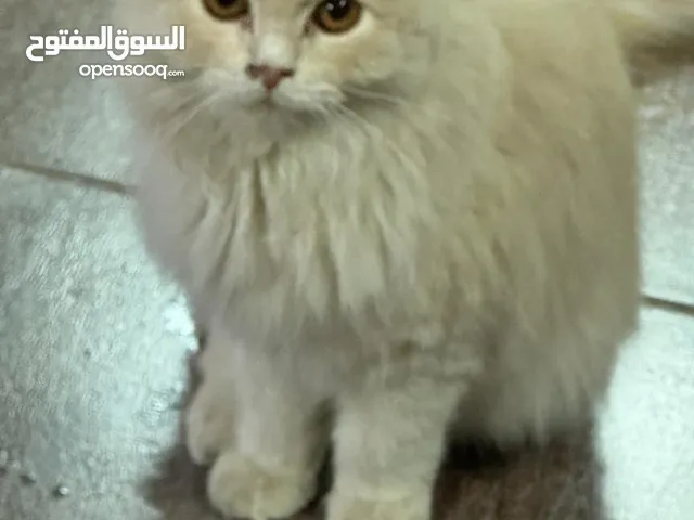 cute persian cat for sale