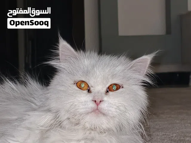 قط للتبني مجانا كلشي ما بيهة حهفيفؤهح رقعحجىفىعفغحخىببحغرببخهربحرغبرحبغهحهرغب