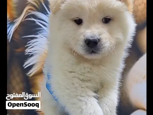 ذكر تشاوتشاو مميز بسعر مغري
