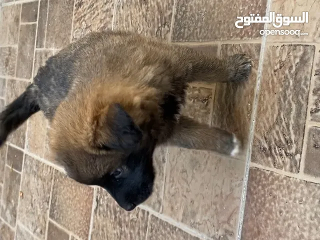 كلب للبيع'