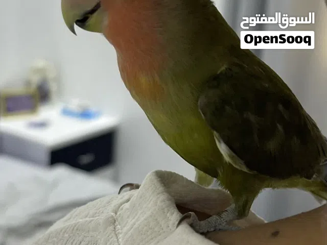 روز اليف وحر يطير ويرجع
