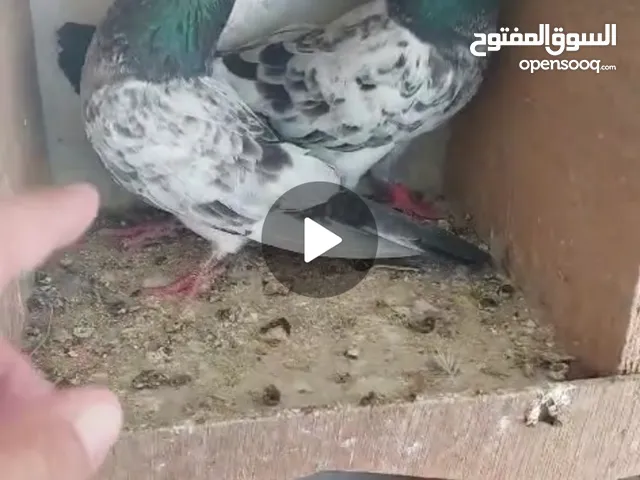 Pakistani pigeons