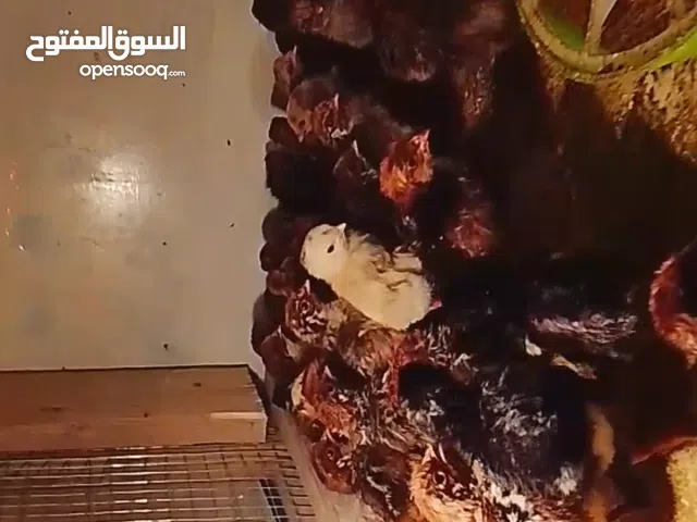 صيصان مشكل رقيبي فيومي بلدي براهما