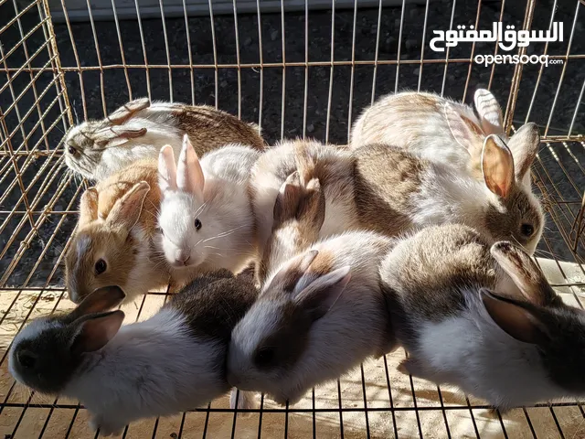 أرنب صغيرة محليه عمرشهر الجنس 6 أناث + 3 ذكور للبيع بالجملة فقط المجموع كامل 9 أرانب