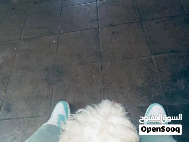 مطلوب كلب للتبني