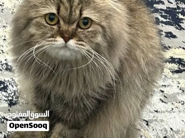 سكوتش فولد لونق هير