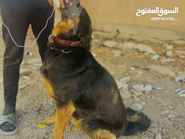 ولف الماني