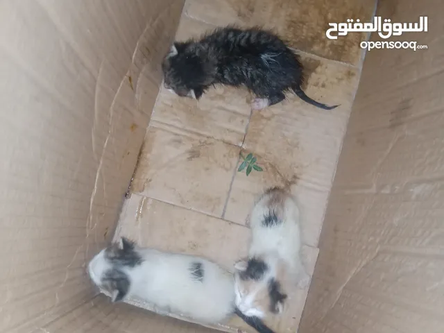 بسس صغار للتبني
