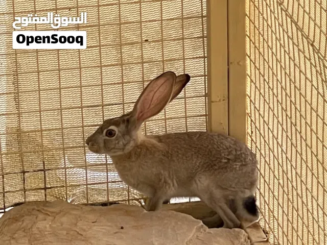 أرنب بري للبيع