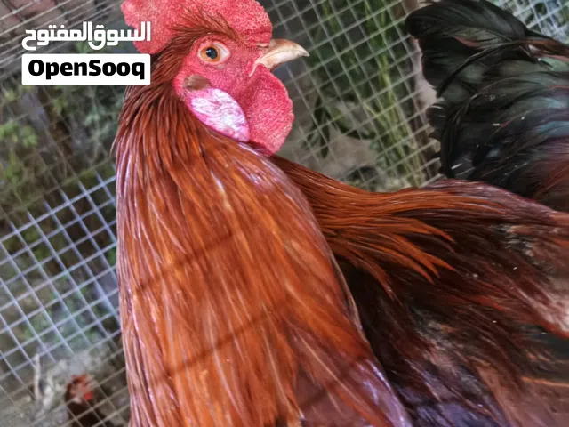 ديوچه عرب للبيع العدد4العمر7اشهر