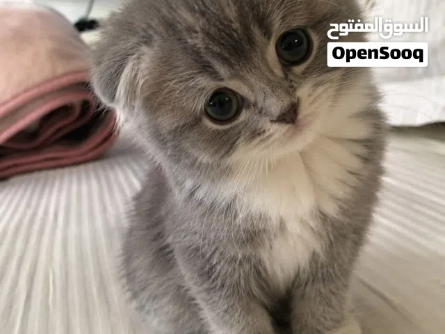 قط سكوتش فولد ذكر عمره شهرين للبيع