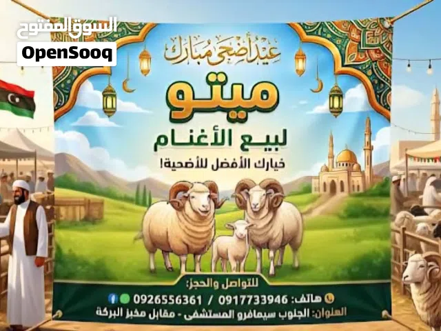 اضاحي للبيع بي اسعار مناسبه