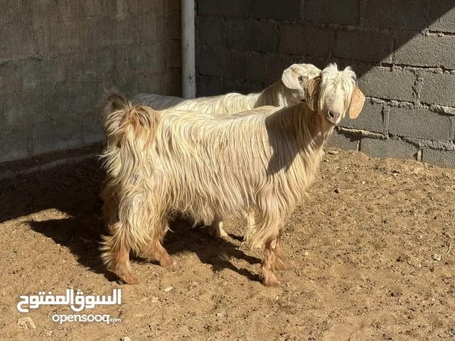 شاتين زينات لتربيه او ل لذبح
