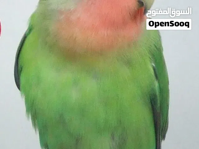 طائر الحبPeach Faced Lovebird