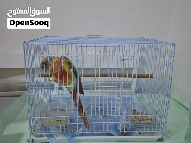 بغبغاء كونير