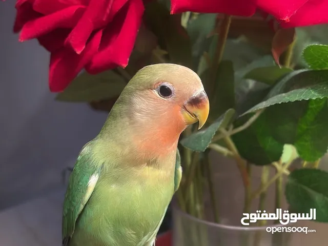 للبيع ببغاء الروز الاليف