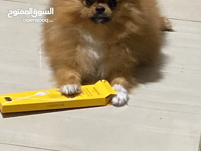pomeranian micro teacup  female  9 months full vaccination