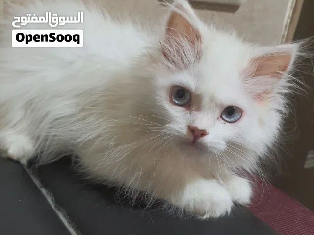 قطط شيرازى بيور للبيع