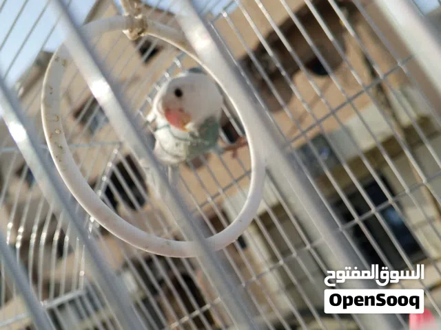 بركديلو روز لون سماوي