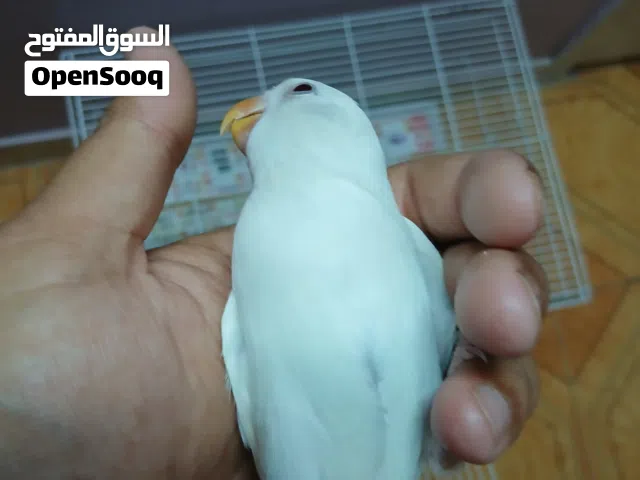 لوف بيرد ألبينو (روز) أليف جداً - مدرب هدد ولا يعض Elite Recall-Trained Albino Lovebird – Guarantee