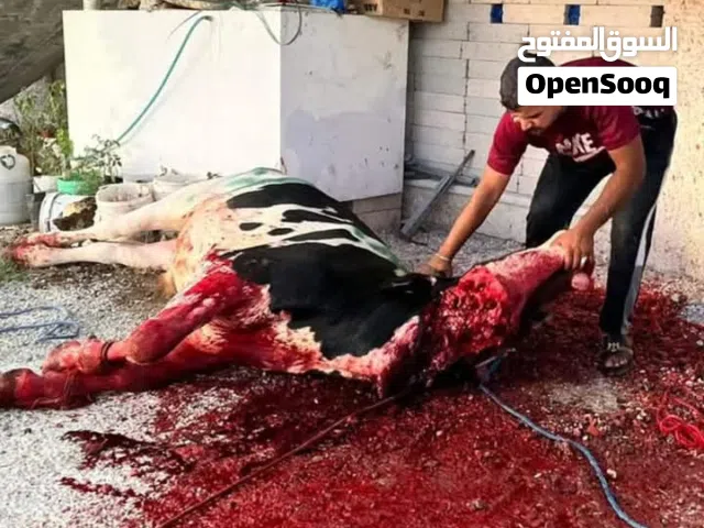 ذبح الأضاحي