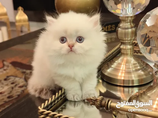 قططنا البريطانية ذات الشعر الطويل ذات النسب الكامل