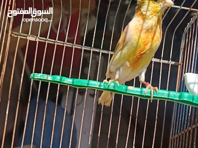 برتغالي 2024 للبيع او البدل ع قفاص 4 معالف