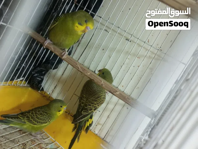 3طيور حب سعر 15قفل
