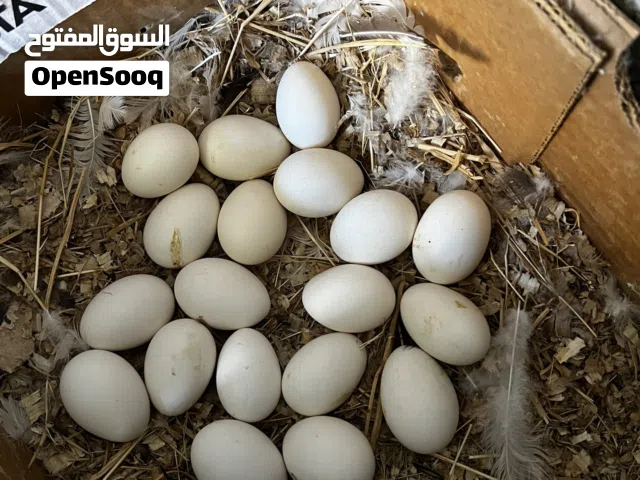 متوفر 20دحيه سبرايت انيق احمر نقبل تحويل