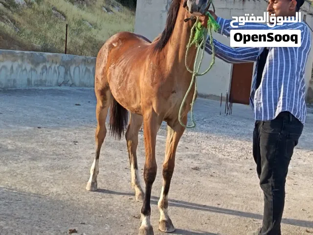 مهره عربيه بدون ورق