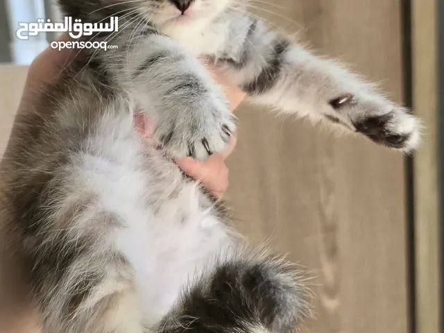 أنثى سكوتش ستريت