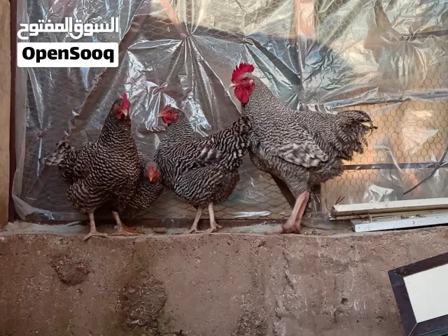 بيض مخصب بلايموث روك الامريكي