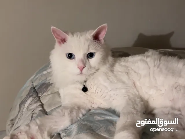 يوجد فرياض