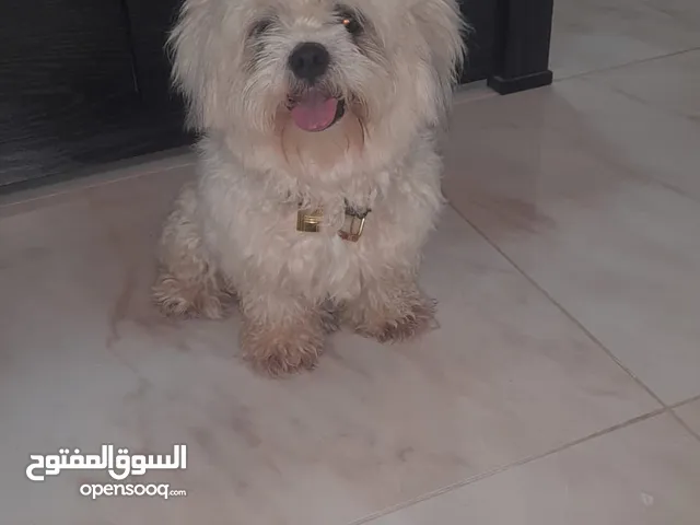 للبيع كلب شيتزو نثيه السعر 25