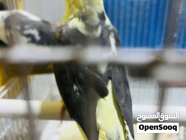 طيور كوكتيل