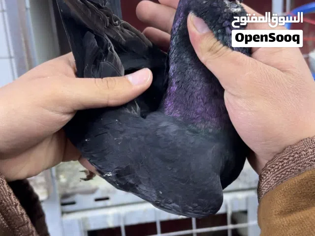 فحل بولندي اسود