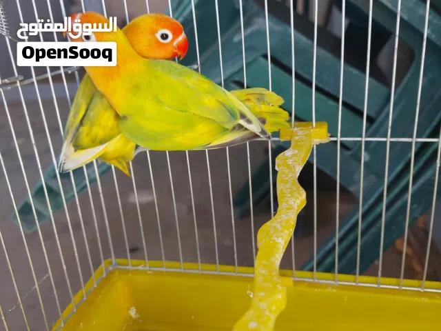 جوز فيشر مخاليف