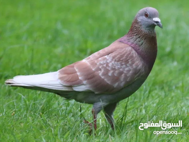 حمام للبيع بسعر مناسب جدا نار