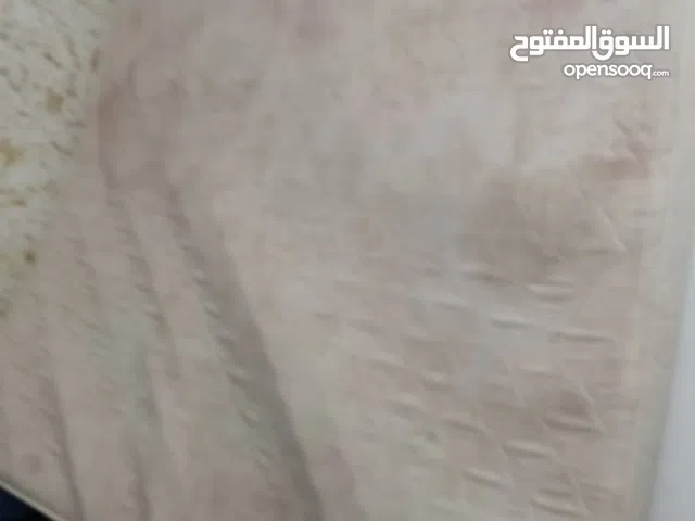فرس زوجي الراحة بحالة جيدة