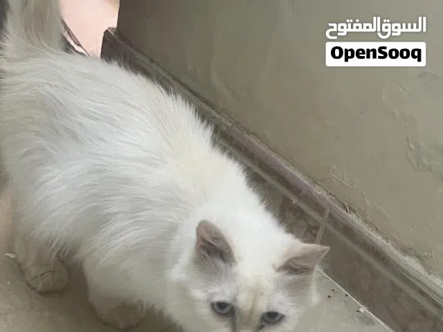 Cat for sale