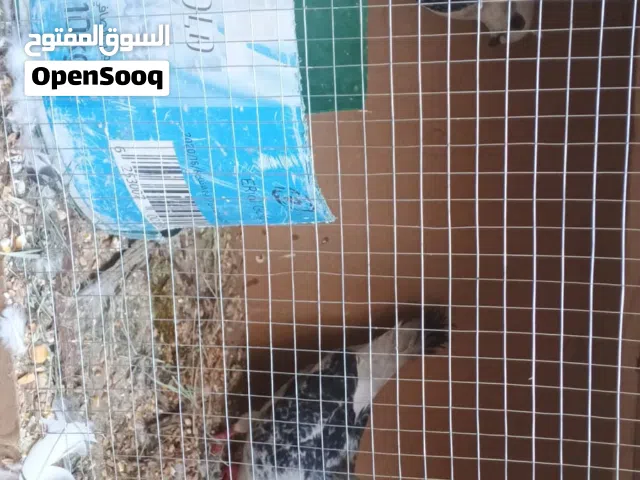 مطير خشب في جوزين حمام تحتهم بيض للبيع