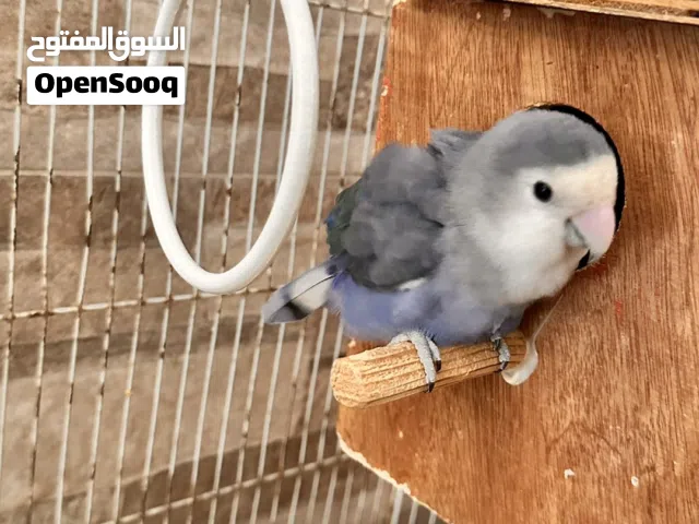 للبيع انثى روز بايضه بدون ذكر عمرها سنتين قابل للبدل مع ذكر مطلوب فيها 7 دينار