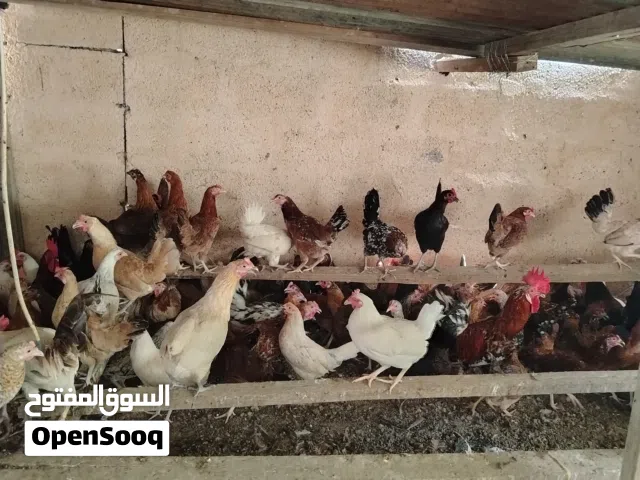 دجاج عماني بياض