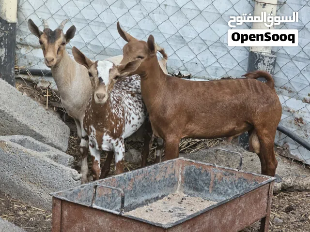 سخلان ذبايح من حلااااال الصلالي يلي يدور الزين وشي طيب طبعاا سخلان من حلالي مستويات فى العزبه