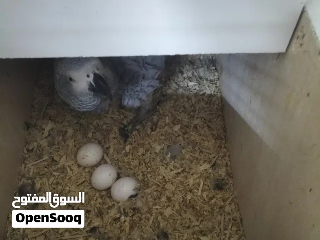 جوز كاسكو حبات جامبو اول خيره