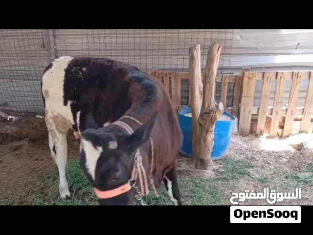 عجل سمين ومعلوف ابراسا